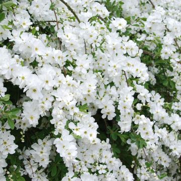 Exochorda MAGICAL SPRINGTIME ® Kolmaspri