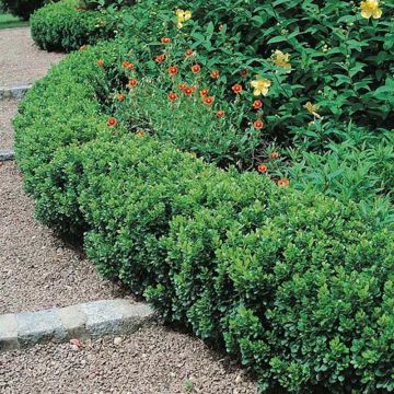 Buis nain à bordure