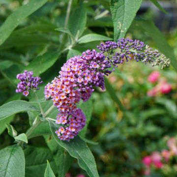 Buddleia Flower Power