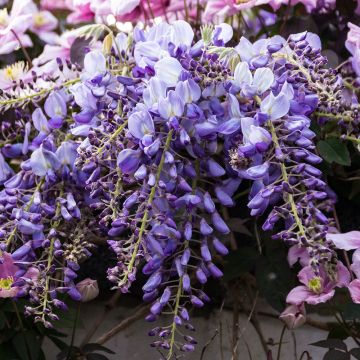 Glycine de Chine bleue Wisteria sinensis