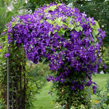 Clématite ou Clematis X 'Jackmanii'