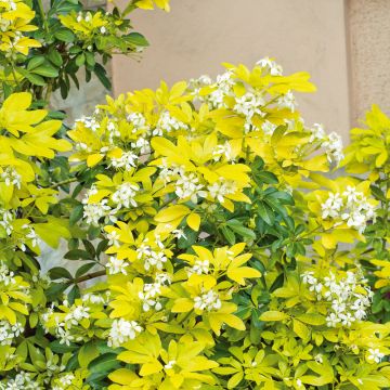 Oranger du Mexique dor&eacute;, Choisya ternata SUNDANCE &reg;