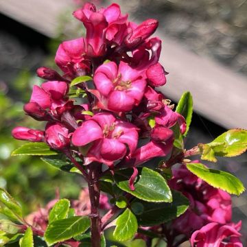Escallonia hybride Red Dream