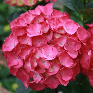 Hortensia macrophylla Julisa Cov