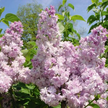 Lilas ROSE DE MOSCOU ® ‘Minkarl’ ou Syringa vulgaris