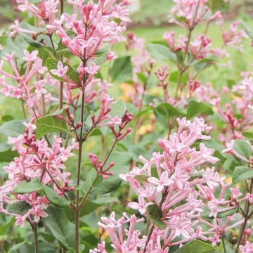 Lilas BLOOMERANG ® Pink Perfume Cov