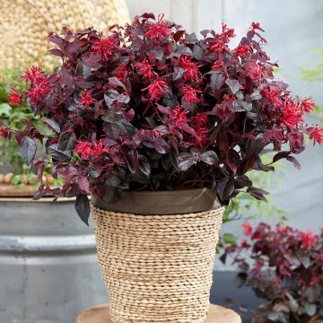 Loropetalum Chinense Ever Red 'Chang Nian Hong'