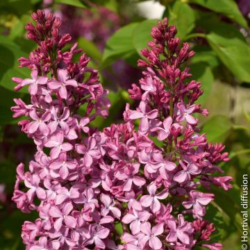 Lilas ‘Princesse Strudza’ ou Syringa vulgaris