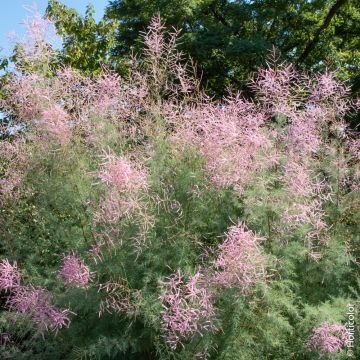 Tamaris Ramosissima Pink Cascade