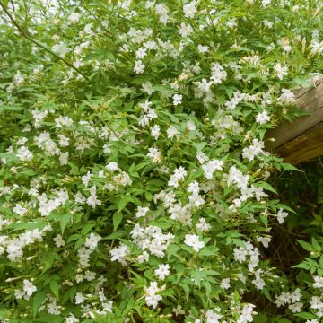 Jasmin officinal, jasmin blanc, vrai jasmin ou Jasminum officinale