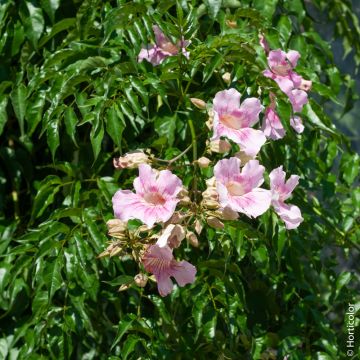 Bignone rose du Zimbabwe, liane orchidée ou Podranea brycei