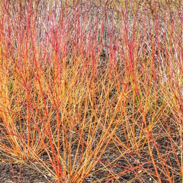 Cornus sanguinea WINTER FLAME &reg; Anny