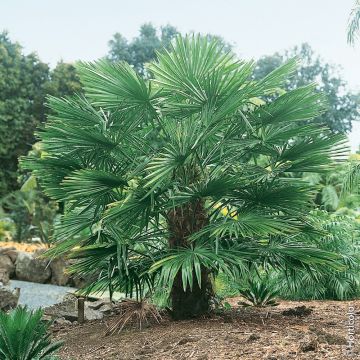 Trachycarpus Excelsa