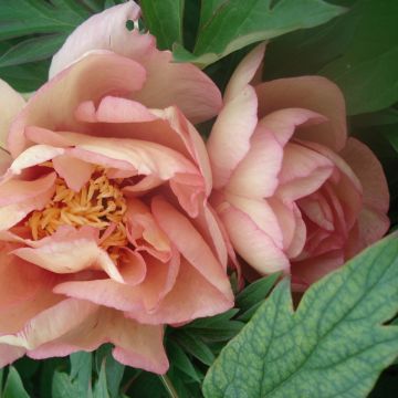 Pivoine hybride intersectionnelle ou Paeonia X Itoh ‘Callies Memory’