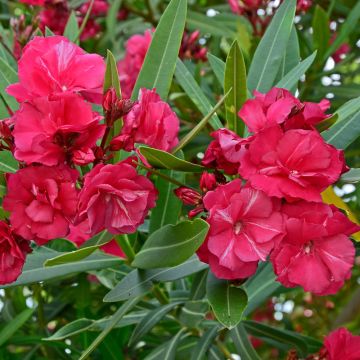 Laurier rose - Nerium oleander Saumon