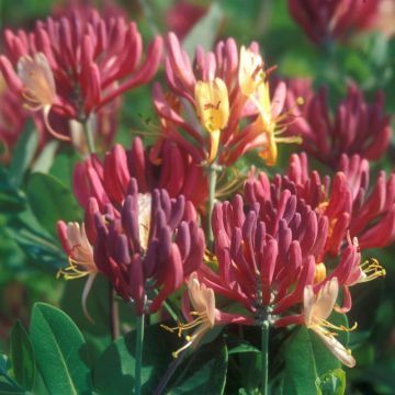 Chevrefeuille Heckrotii Gold Flame