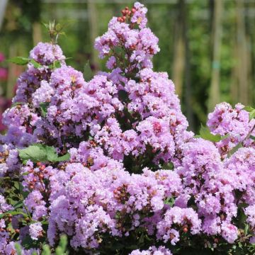 Lagerstroemia INDIYA CHARMS &reg; CAMA&Iuml;EU D'ETE &reg; 'Indycam'