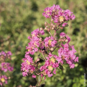 Lagerstroemia indica rose indien