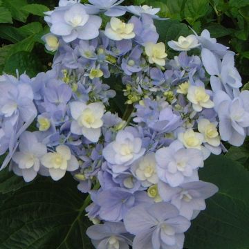 Hortensia macrophylla YOU & ME ® Forever 'RIE 01' Bleu