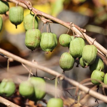 Kiwaï autofertile, Kiwi de Sibérie ou Actinidia arguta ‘Issaï’