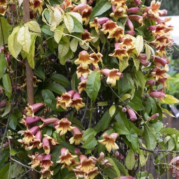 Bignone chocolat, bignone café ou Bignonia capreolata