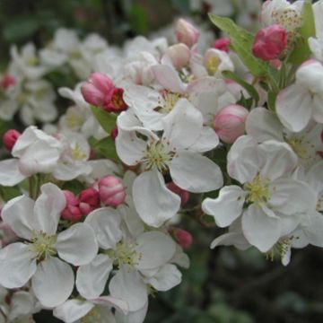 Pommier à fleurs ou Malus PERPETU ® ‘Evereste’