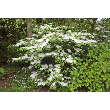 VIBURNUM PLICATUM MARIESI