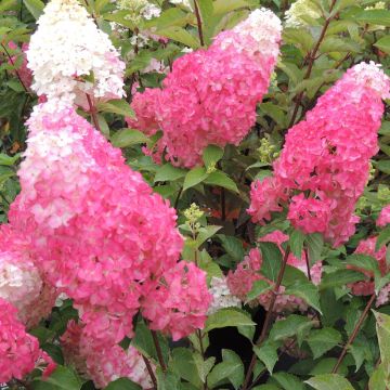 Hortensia paniculata FRAISE MELBA ® Renba