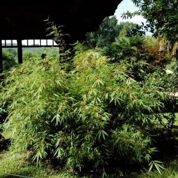 Bambou fargesia rufa non tra&ccedil;ant Pot de 2L/3L