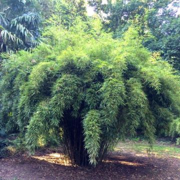 Bambou fargesia robusta non traçant