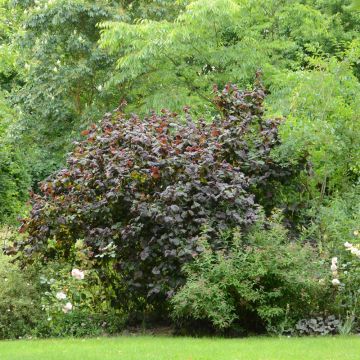 Noisetier tortueux à feuillage pourpre