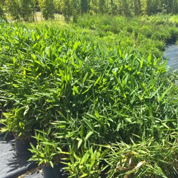 Bambou Sasa Tsuboiana