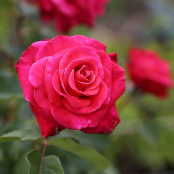 Rosier grimpant CHERRY EXPLOSION &reg; Baisikomik