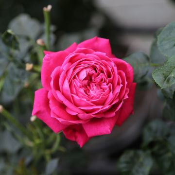 Rosier buisson ALEXANDRE ASTIER ® Meilehagan fleurs