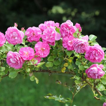 Rosier Grimpant ALLEGRO &reg; II Meileodevin