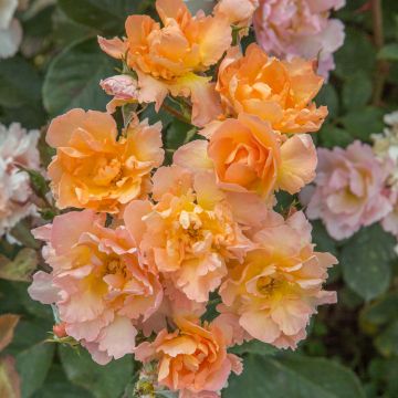 Flame ORIGAMI &reg; Meitincel