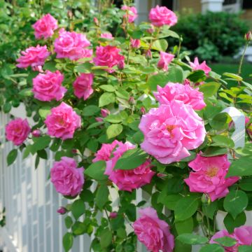 Rosier Grimpant Z&eacute;phirine Drouhin