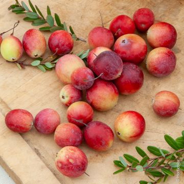 Canneberge Early Black - Vaccinium macrocarpon - Cranberry