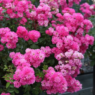 Rosier paysager PRETTY POLLY® pink 