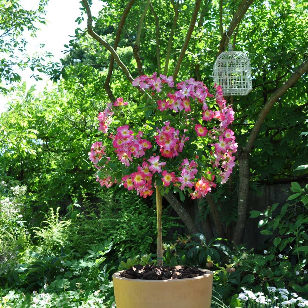 Rosier Demi-tige semi-retombant Pink DRIFT ® Meijocos main product photo