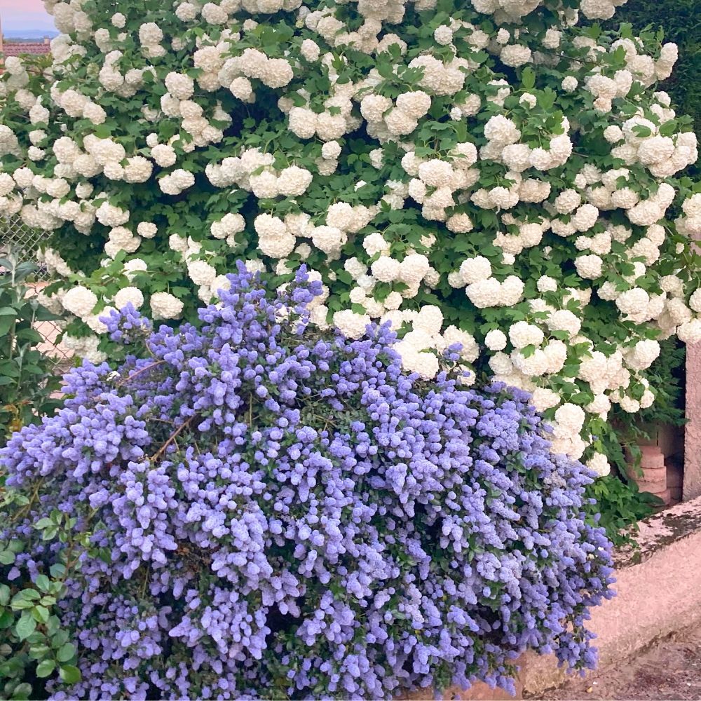 Céanothe Repens main product photo