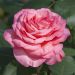 Rosier buisson PANTHERE ROSE ® Meicapinal