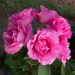 Rosier buisson THE Mc CARTNEY ROSE ® Meizeli