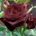 Rosier buisson Black BACCARA ® Meidebenne