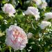 Rosier Grimpant SABRINA ® Meiptorius