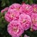 Rosier paysager LOVELY PINK ® Meinoplius
