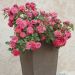 Rosier paysager CORAL DRIFT ® Meidrifora