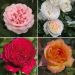 Collection rosiers buissons GRANDS PARFUMS ROMANTICA ®