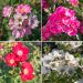 Collection de 4 rosiers paysagers FRIENDLY ®