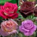 Collection rosiers buissons coloris d'exception